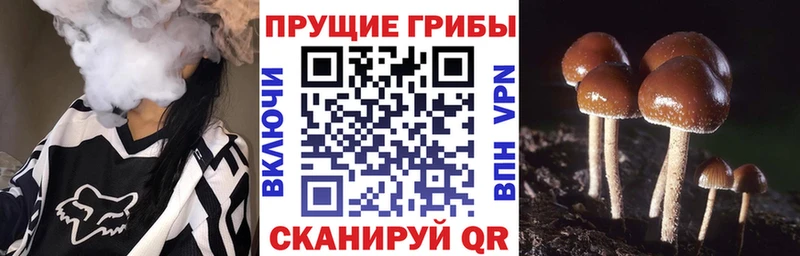 Купить закладки Новокубанск Псилоцибиновые грибы прущие грибы